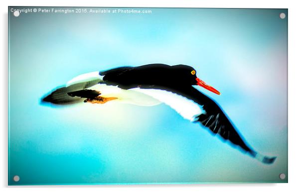  Fly Away Acrylic by Peter Farrington