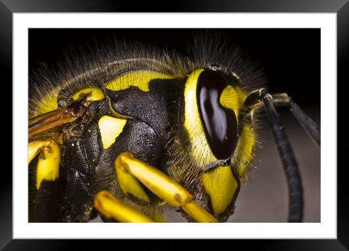 Common wasp close-up Framed Mounted Print by Gabor Pozsgai