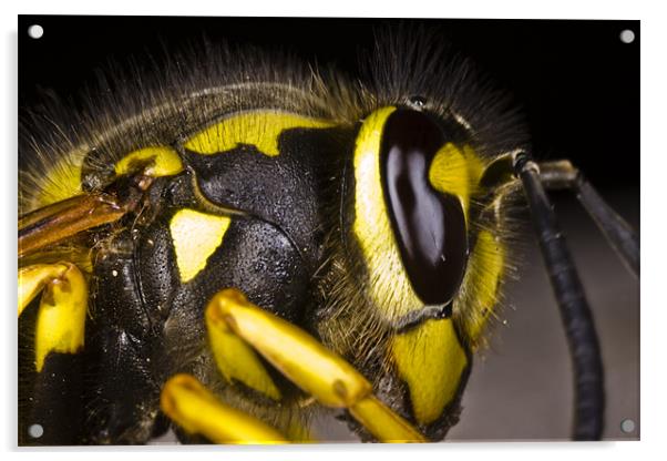 Common wasp close-up Acrylic by Gabor Pozsgai