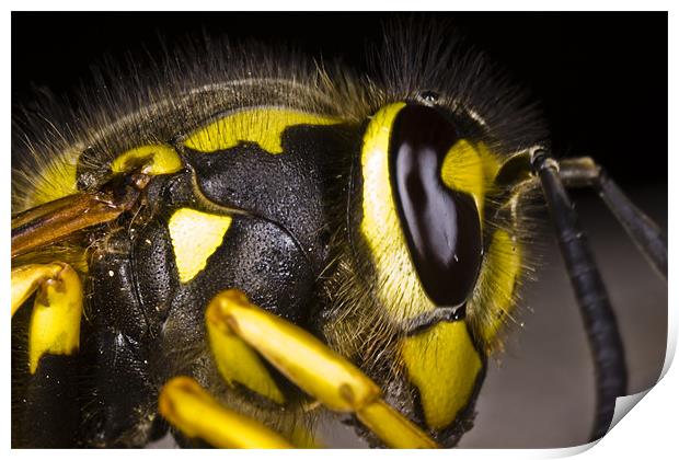 Common wasp close-up Print by Gabor Pozsgai
