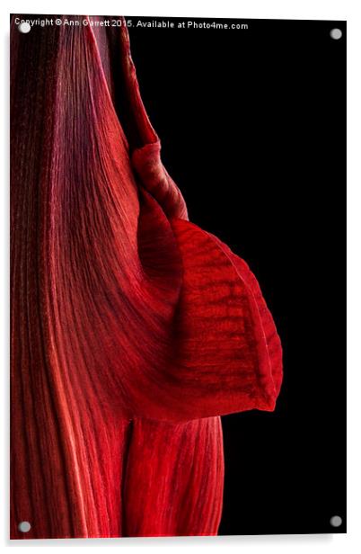 Red Amaryllis Acrylic by Ann Garrett
