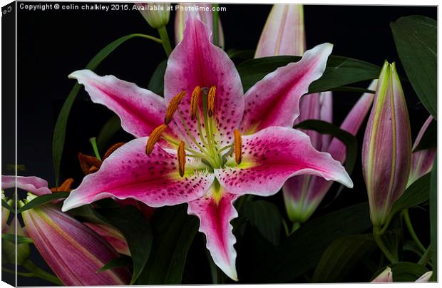 Asiatic Lily Flower Group Canvas Print by colin chalkley