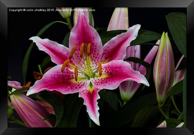 Asiatic Lily Flower Group Framed Print by colin chalkley