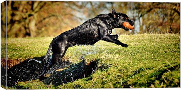  Black Labrador  wet Retrieve  Canvas Print by Jon Fixter