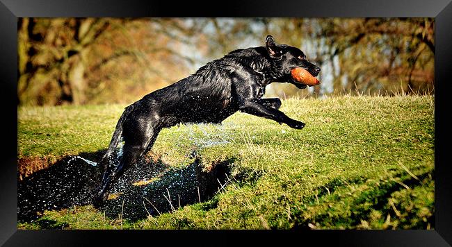  Black Labrador  wet Retrieve  Framed Print by Jon Fixter