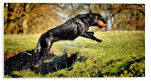  Black Labrador  wet Retrieve  Acrylic by Jon Fixter