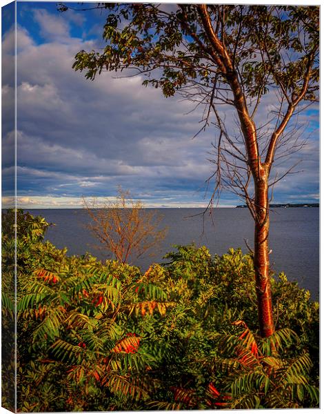 Bouctouche View, New Brunswick, Canada Canvas Print by Mark Llewellyn