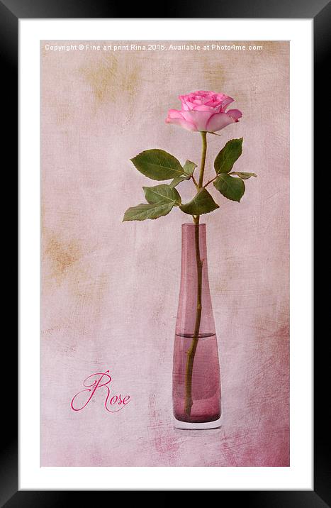  Rose Framed Mounted Print by Fine art by Rina