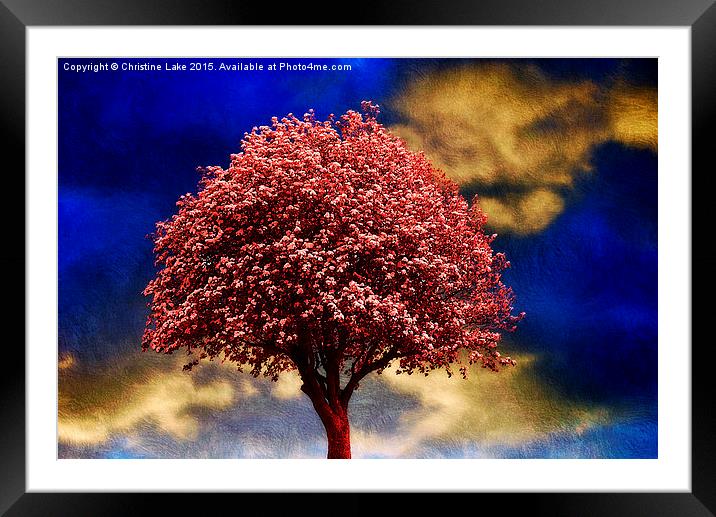  Tree In Red Framed Mounted Print by Christine Lake