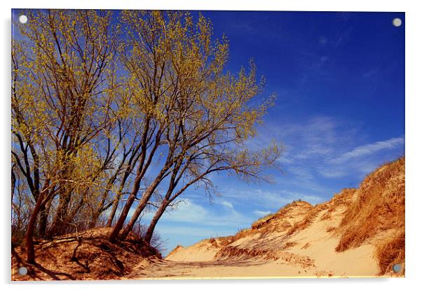  The Dunes Acrylic by Ian Pettman