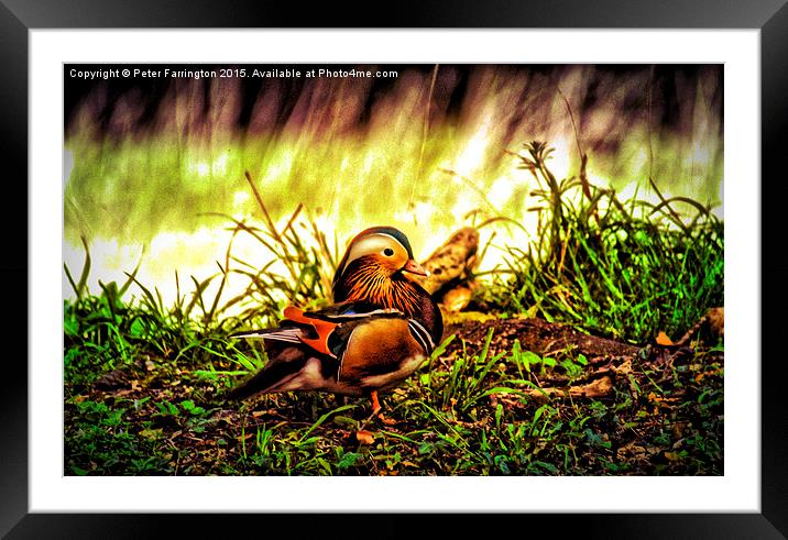  Male Mandarin Duck Framed Mounted Print by Peter Farrington