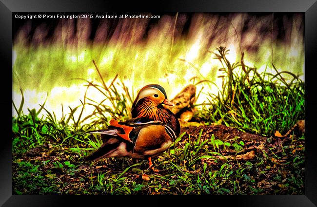  Male Mandarin Duck Framed Print by Peter Farrington