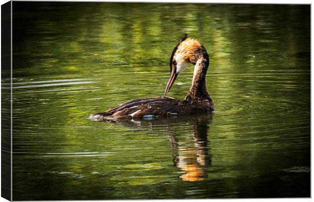  Great Crested Grebe Canvas Print by Peter Jones