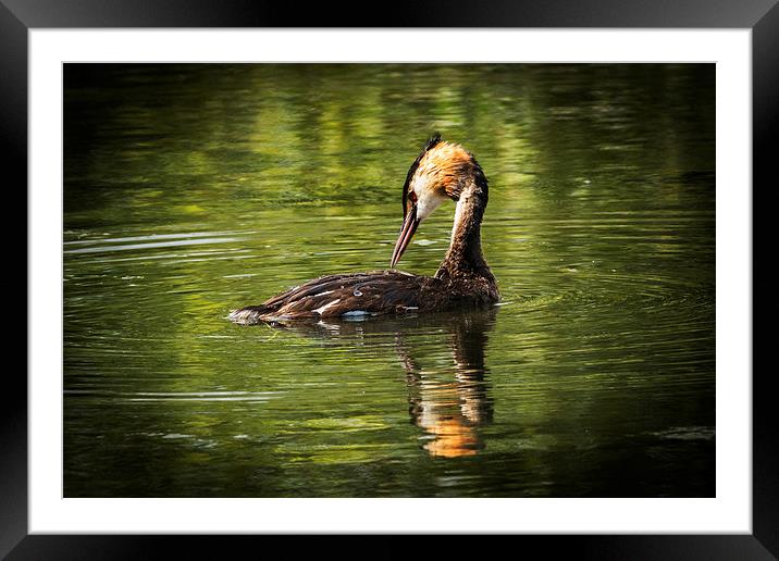  Great Crested Grebe Framed Mounted Print by Peter Jones