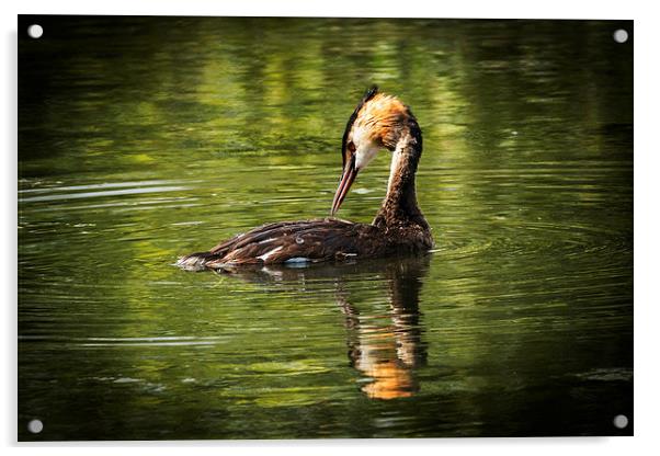  Great Crested Grebe Acrylic by Peter Jones