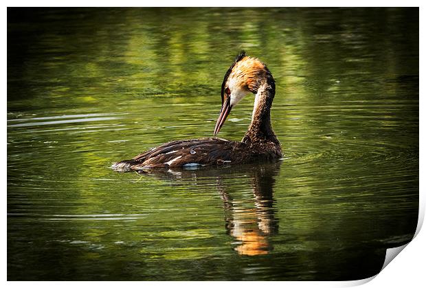  Great Crested Grebe Print by Peter Jones