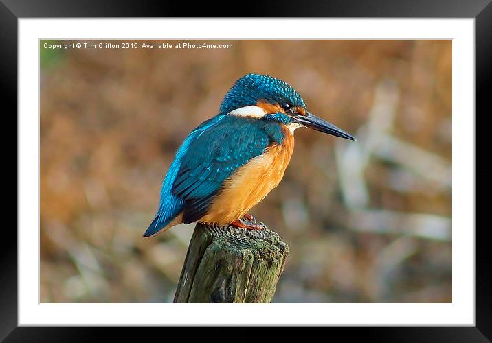  The Kingfisher Framed Mounted Print by Tim Clifton