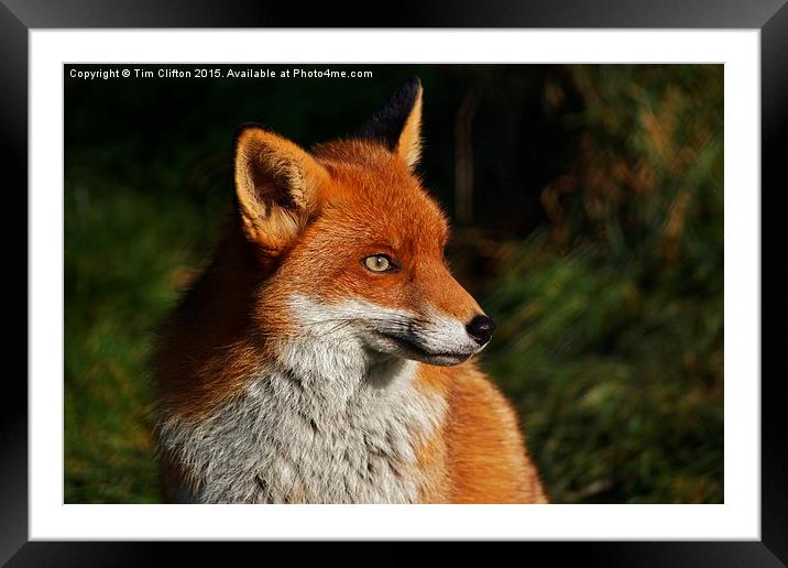  Fox Portrait Framed Mounted Print by Tim Clifton