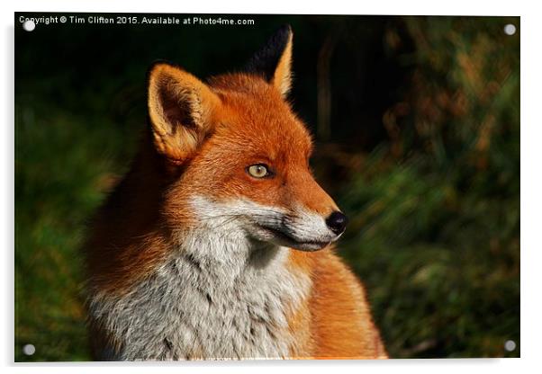  Fox Portrait Acrylic by Tim Clifton