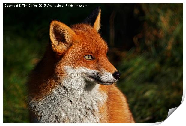  Fox Portrait Print by Tim Clifton