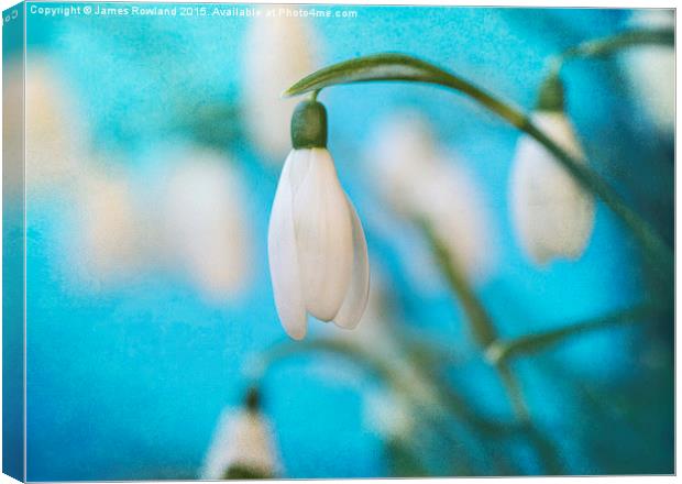  Snowdrop Canvas Print by James Rowland