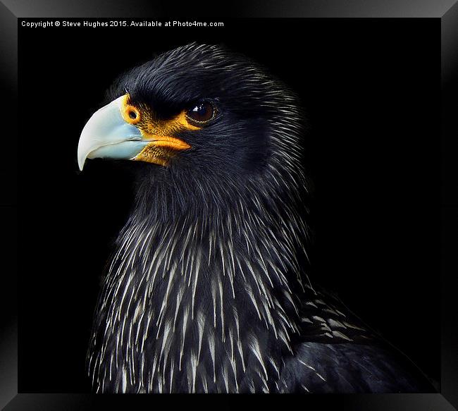  Striated Caracara Falcon Framed Print by Steve Hughes