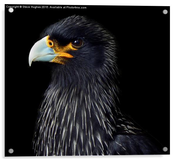  Striated Caracara Falcon Acrylic by Steve Hughes