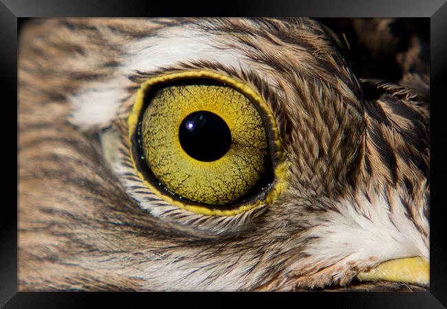 Birds Eye Framed Print by Peter West