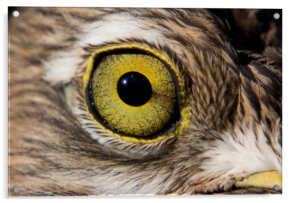 Birds Eye Acrylic by Peter West