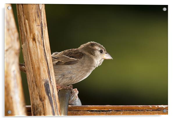 small bird in the window Acrylic by Josep M Peñalver