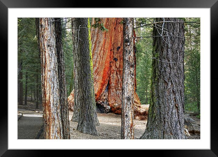 redwood forest Framed Mounted Print by Josep M Peñalver