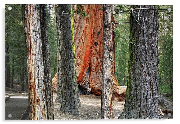 redwood forest Acrylic by Josep M Peñalver