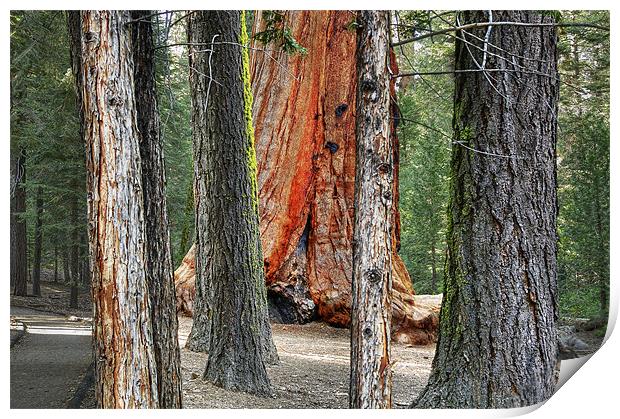 redwood forest Print by Josep M Peñalver