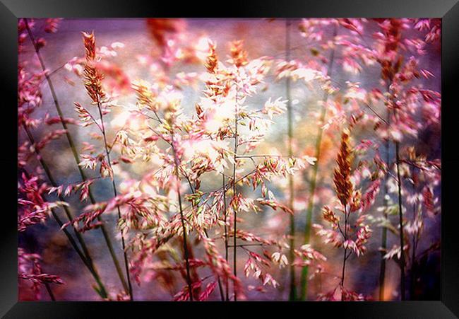 Lights In The Wind Framed Print by Amy Curties