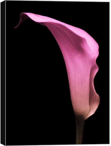 Pink Calla Lily Canvas Print by Aj’s Images
