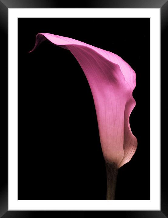 Pink Calla Lily Framed Mounted Print by Aj’s Images