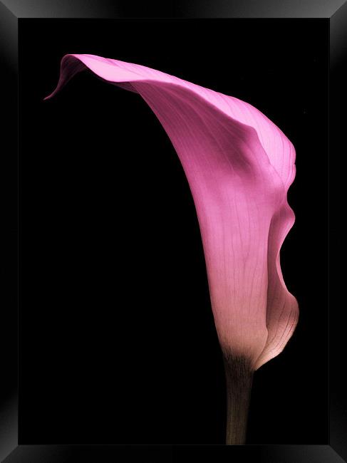 Pink Calla Lily Framed Print by Aj’s Images