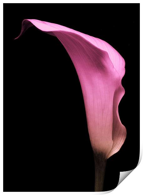 Pink Calla Lily Print by Aj’s Images