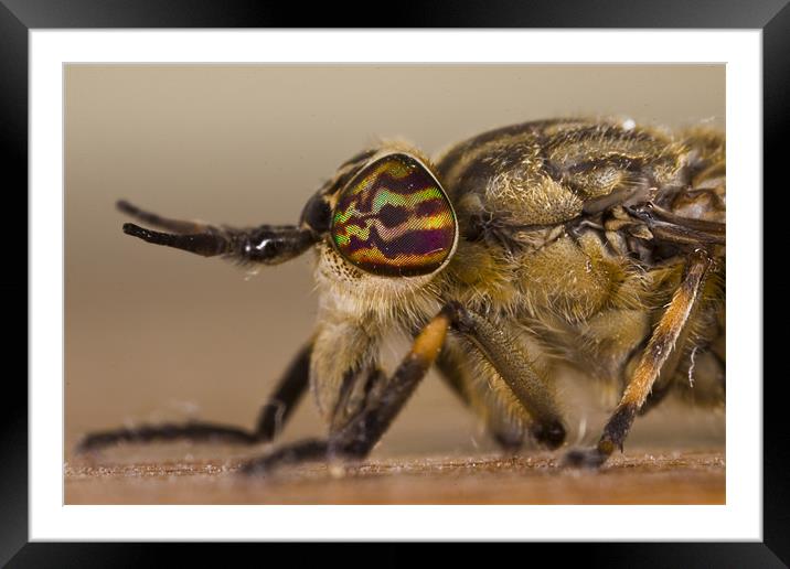 Eye to eye Framed Mounted Print by Gabor Pozsgai