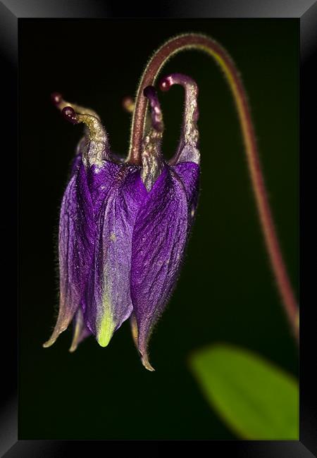 Columbine Framed Print by Gabor Pozsgai