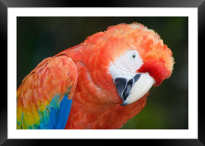 Scarlet Macaw, Ara macao Framed Mounted Print by Eyal Nahmias