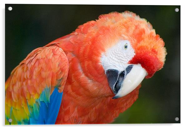 Scarlet Macaw, Ara macao Acrylic by Eyal Nahmias