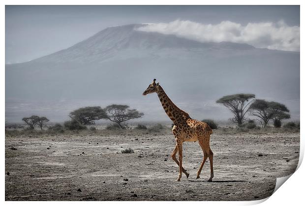  Giraffe and Volcano Print by Broadland Photography