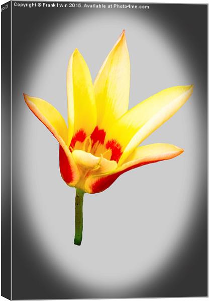  A single tulip flower Canvas Print by Frank Irwin
