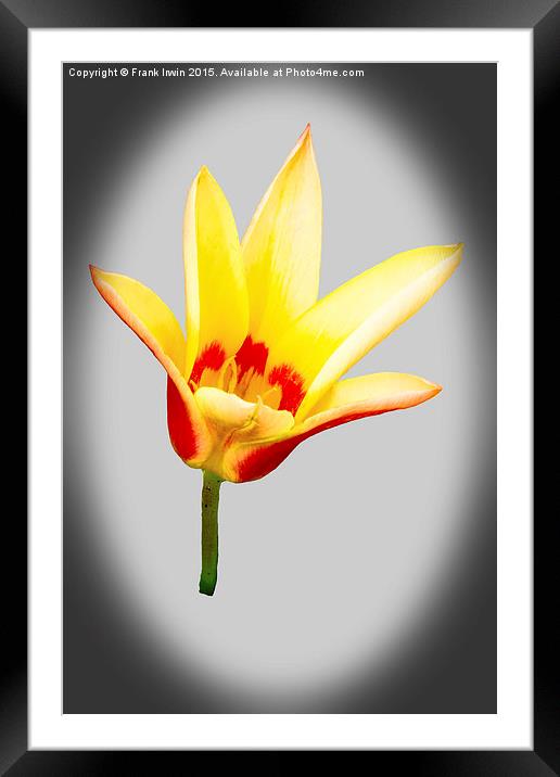  A single tulip flower Framed Mounted Print by Frank Irwin