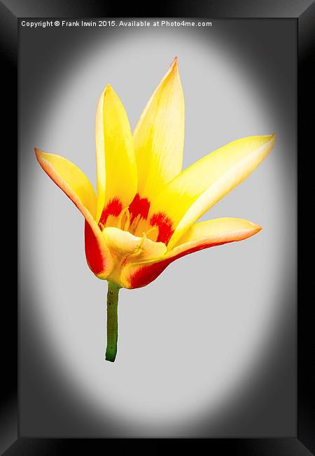  A single tulip flower Framed Print by Frank Irwin