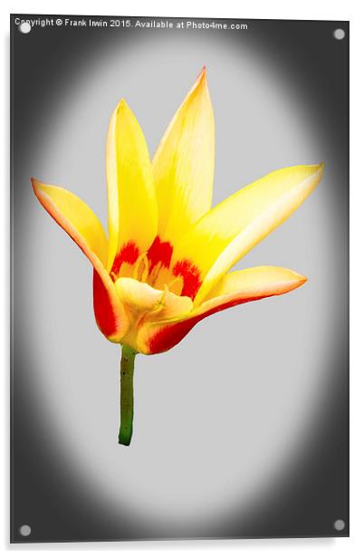  A single tulip flower Acrylic by Frank Irwin