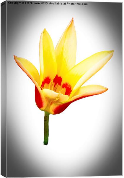 A single tulip flower  Canvas Print by Frank Irwin