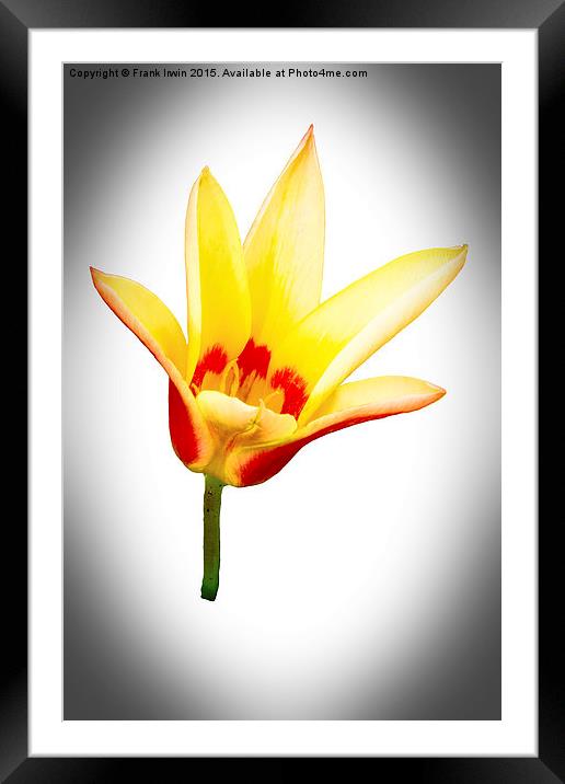 A single tulip flower  Framed Mounted Print by Frank Irwin