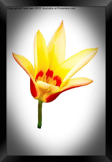 A single tulip flower  Framed Print by Frank Irwin